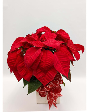 poinsettia