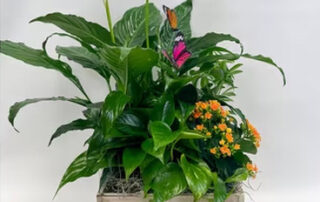 In Bloom Flowers Get Well Flowers and Plants CARROLLTON TEXAS FLOWER DELIVERY LOCAL SAME DAY & EXPRESS DELIVERY