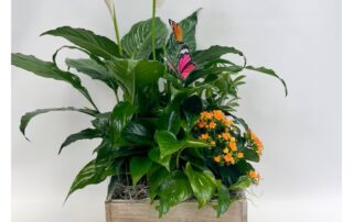 In Bloom Flowers Mother's Day Plants & Dish Gardens Same-Day Delivery Service