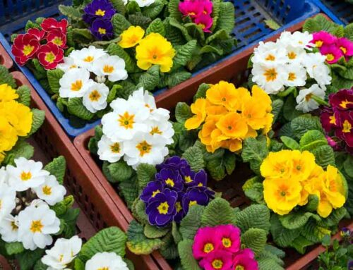 Fresh Plants Add a Touch of Natural Beauty to Church Decor