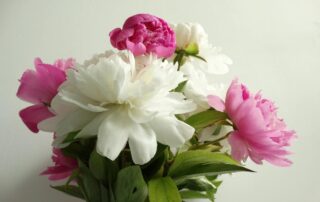 In Bloom Flowers offers thank you flowers such as White and Pink Peonies