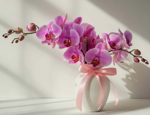 Beautiful Mother’s Day Plants are Perfect for Celebrating the Special Women in your Life