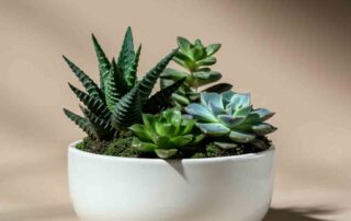 Succulent Dish Garden for Father's Day
